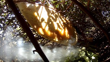 Hành Trình Bắt ong rừng, journey to catch wild bees