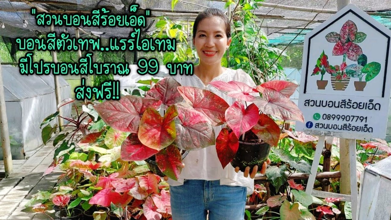 บอนสีตัวเทพ..แรร์ไอเทม มีโปรบอนสีโบราณถูกมาก 99 บาท ส่งฟรี!! 