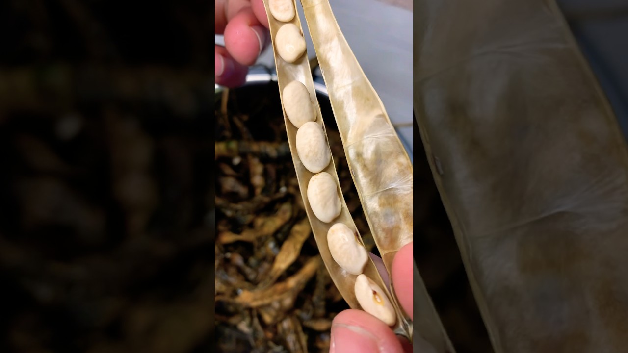 Bohnensaatgut gewinnen und lagern #selbstversorger #gemse #garten #saatgut  #ernte #veggie #natur - YouTube