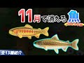 【あつ森】11月で消える魚を全て紹介！魚影や出現時間・条件・値段・釣り方のコツも徹底解説！ゴールデントラウトやオオイワナなどレア魚を効率よく釣る方法【あつまれどうぶつの森　11月魚図鑑コンプリート】
