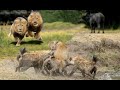 OMG! DECISIVE BATTLE FOR TERRITORY! A HUGE PACK OF ANGRY HYENAS ATTACKS PRIDE OF LIONS