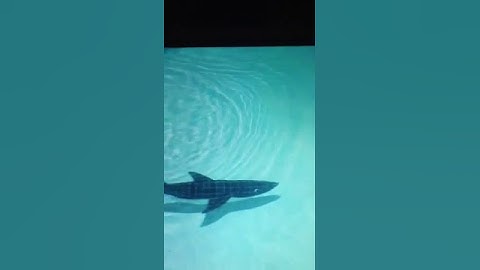 Thumbnail of Shark- Jaws theme song
