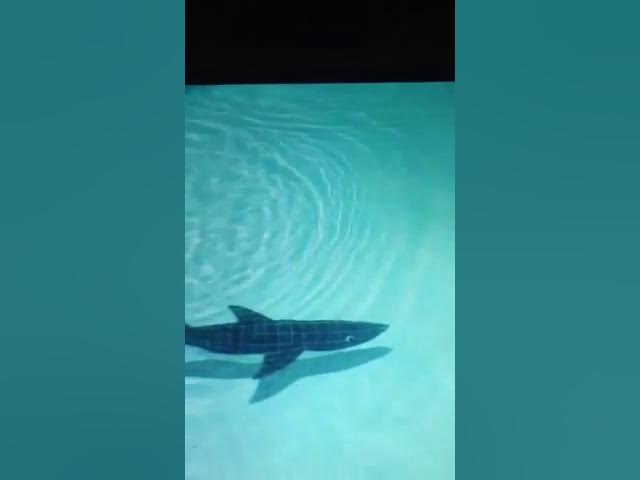 Shark- Jaws theme song Shark- Jaws theme song