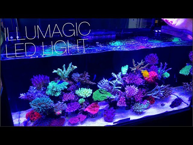 アクアリウム　ライト　illumagic LED Light X4 Illumagic X4 Reef Aquarium LED Light – The Aquarium Shop Westbury NY