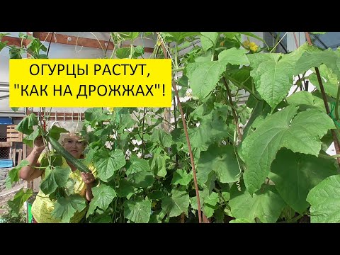 ГОТОВЛЮ ДРОЖЖЕВУЮ ПОДКОРМКУ ИЗ СУХИХ ДРОЖЖЕЙ. Ольга Чернова.