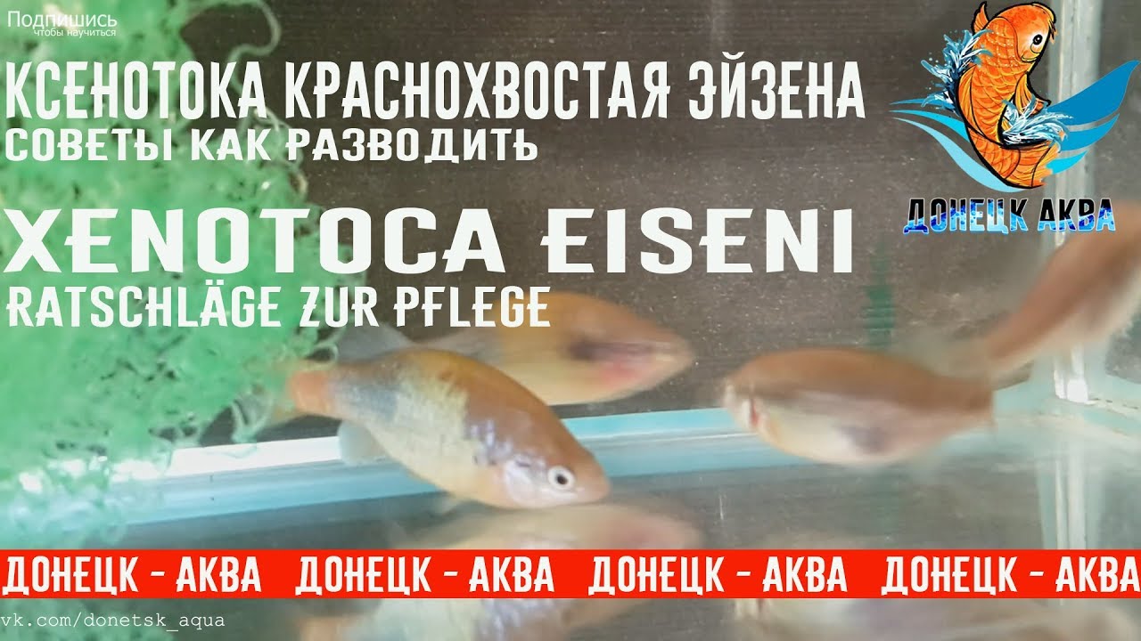 Ксенотока краснохвостая Эйзена, Xenotoca eiseni, aquariumvissen, akvarijske ribe, akvaariumi kalad