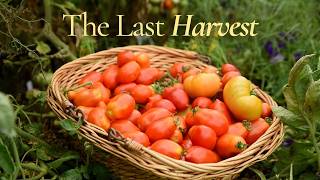 I Only Grew Dwarf Tomatoes This Year (Here's What Happened)