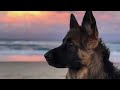 amazing and beautiful geman shepherd dogs compilation