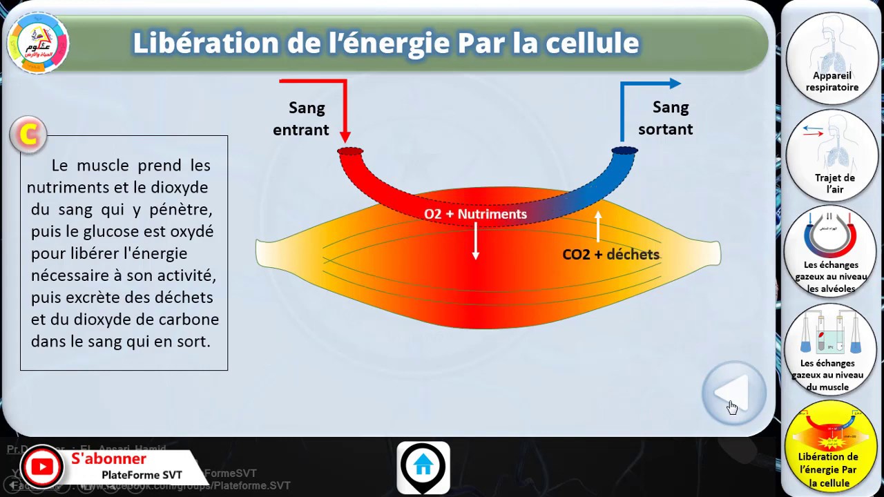 Lib ration De L nergie Par La Cellule YouTube