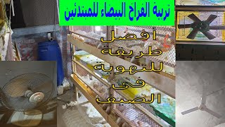 التهوية للفراخ البيضاء فى الصيف/تربية الفراخ البيضاء للمبتدئين/تربية منزلية/الأجهاد الحرارى