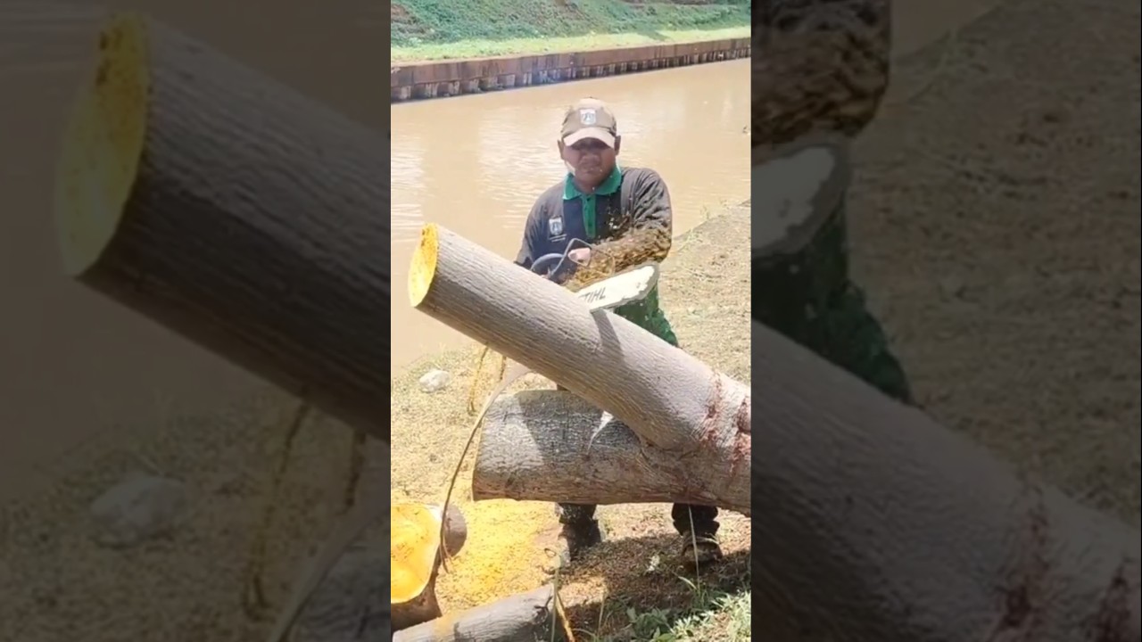 Проекты по деревообработке: распиловка деревьев, резиновая крошка, техники 