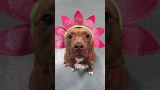 Meet Kleenex A Terrier American Staffordshire Currently Available For Adoption 2162021 63543 P