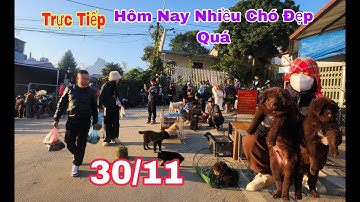 Trực tiếp chợ chó bắc hà 30/11 hôm nay rất nhiều cún đẹp giá rẻ | Bac Ha TV