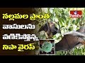 Nipah virus scare in Nallamala forests
