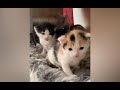 Try Not To Laugh Cats And Dogs Funny Moments اجمل مقاطع عن القطط و الكلاب Try Not To Laugh Cats And Dogs Funny Moments اجمل مقاطع عن القطط و الكلاب