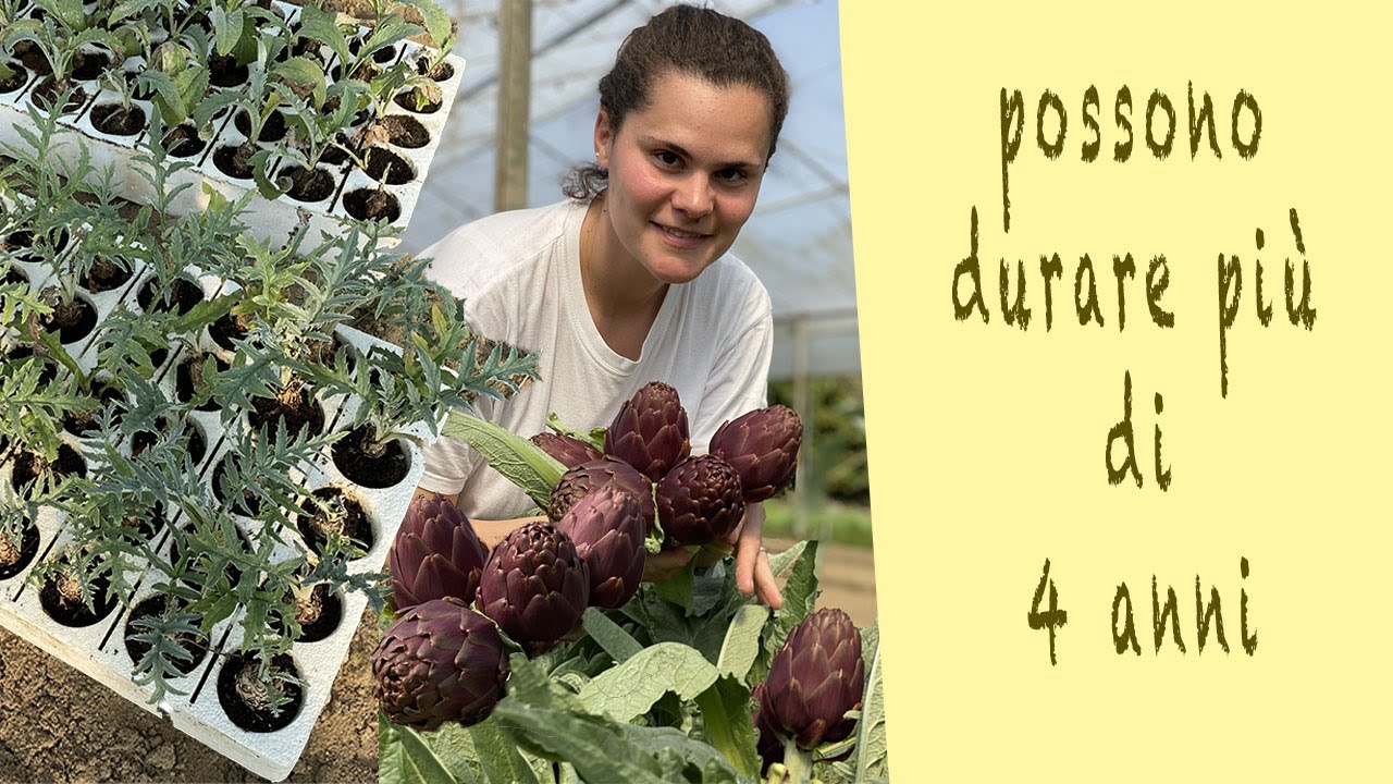 tecniche di coltivazione del CARCIOFO 😃
