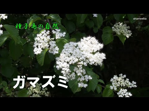 ガマズミ 初夏のころ小枝の先端部に散房花序を出し白い小花を密に咲かせた開花風景～種子島の自然