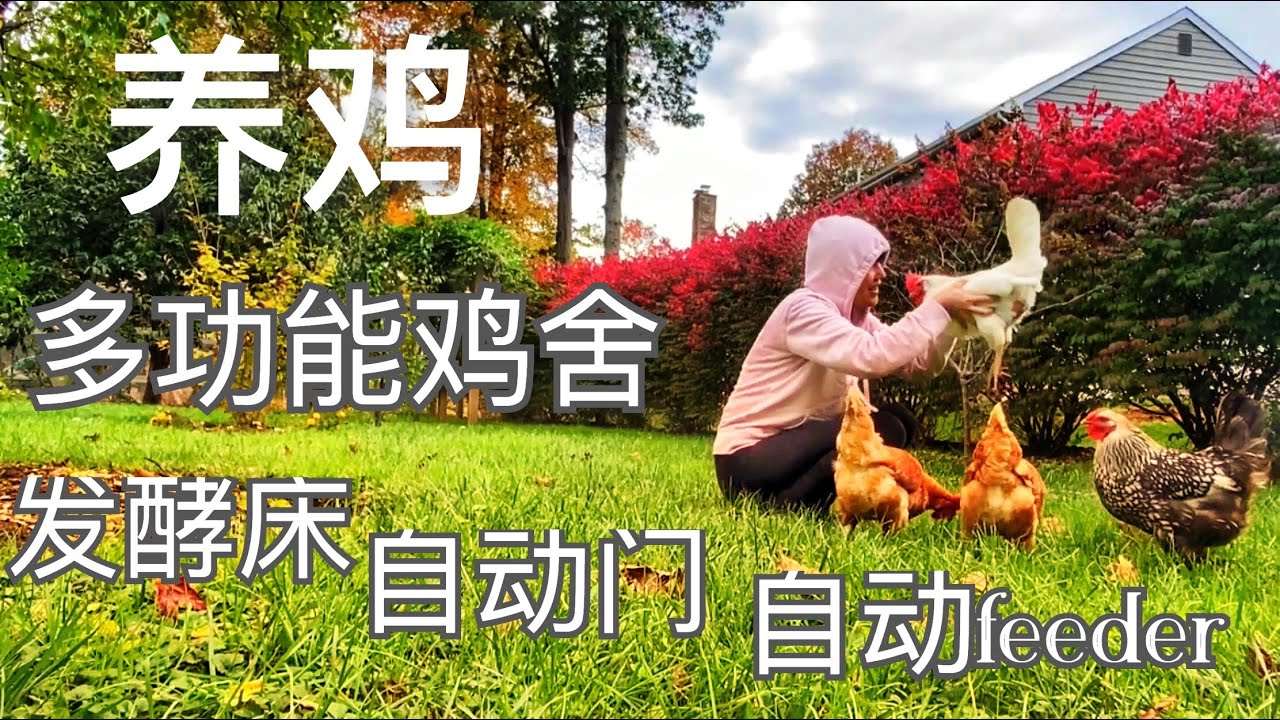 （参观走入式多功能鸡笼）享受后院养鸡带来的乐趣，跟鸡宝贝们在一起的完美一天