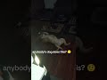 Dog zoomies 🤣 #viral #shorts #explore #fyp
