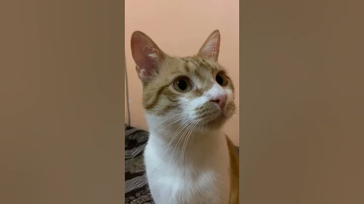 Video 7722251: munchkin kitten meowing cat, cute munchkin catlover meowed, cat funny munchkin kitten, munchkin cat dance, munchkin cat animals funny