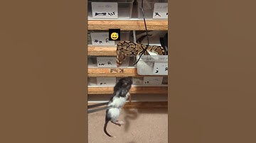 Ball Python feeding fail 😂