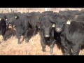Молодые бычки породы Абердин Ангус. Ферма в США