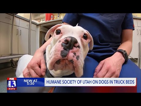 Video of dog balancing in back of flatbed truck on Utah highway fuels fire for legislation