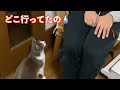 3日ぶりに帰宅すると寂しさのあまり飛びついて甘えまくる猫