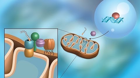 Mitochondrial Involvement in the Molecular Mechanisms of Ischemia-Reperfusion Injury in the Heart