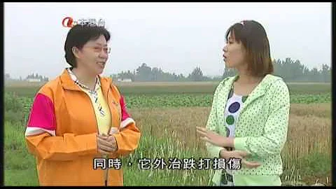 蛇舌草 跟 半枝蓮 總是一起用 - 天天要聞