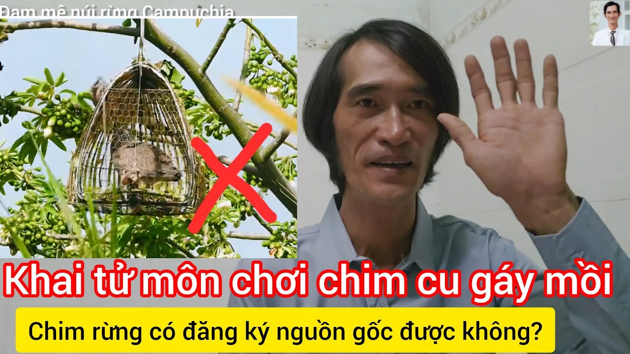 Đã khai tử môn chơi cu gáy mồi. Nhưng vấn đề cần biết khi nuôi nhốt động vật hoang dã