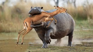 Tragic Moment! Hippo Crushes An Impala Between Its Jaws