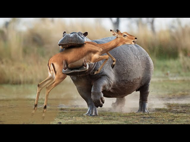 Tragic Moment! Hippo Crushes An Impala Between Its Jaws class=