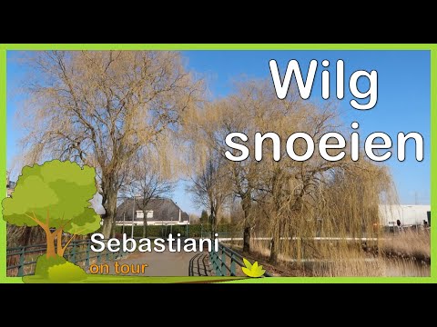 Video: Wanneer moet je een wilg snoeien?