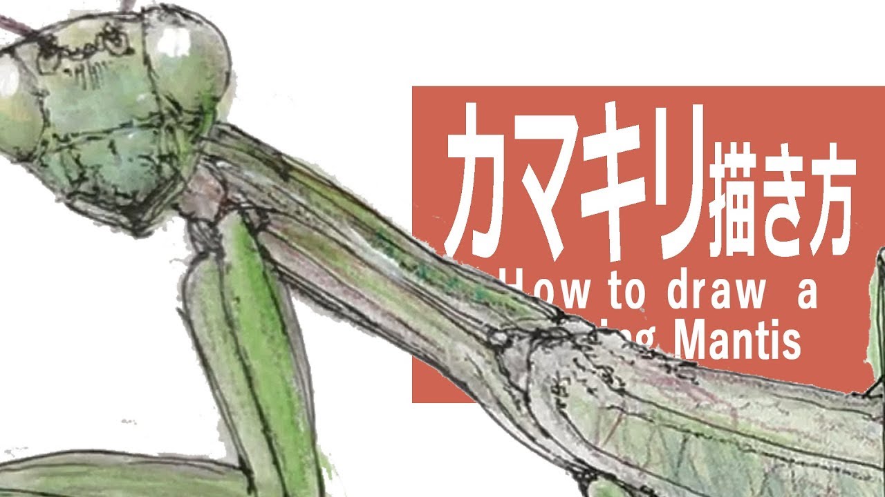 水彩絵の具 ペンのイラスト カマキリ How To Draw A A Praying Mantis Youtube