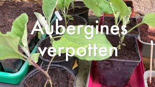 Ini's Moestuin #184 - o.a. aubergines verpotten, aardappels beschermen, zoete aardappel stekken.