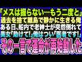 【感動する話】天才外科医を捨て離島で静かに生きる俺、ある日、フェリーで老紳士が突然倒れて!?美女「父を助けて!」俺はつい「医者です!」→その一言で運命が再始動した【泣ける話・いい話・スカッとする朗読】