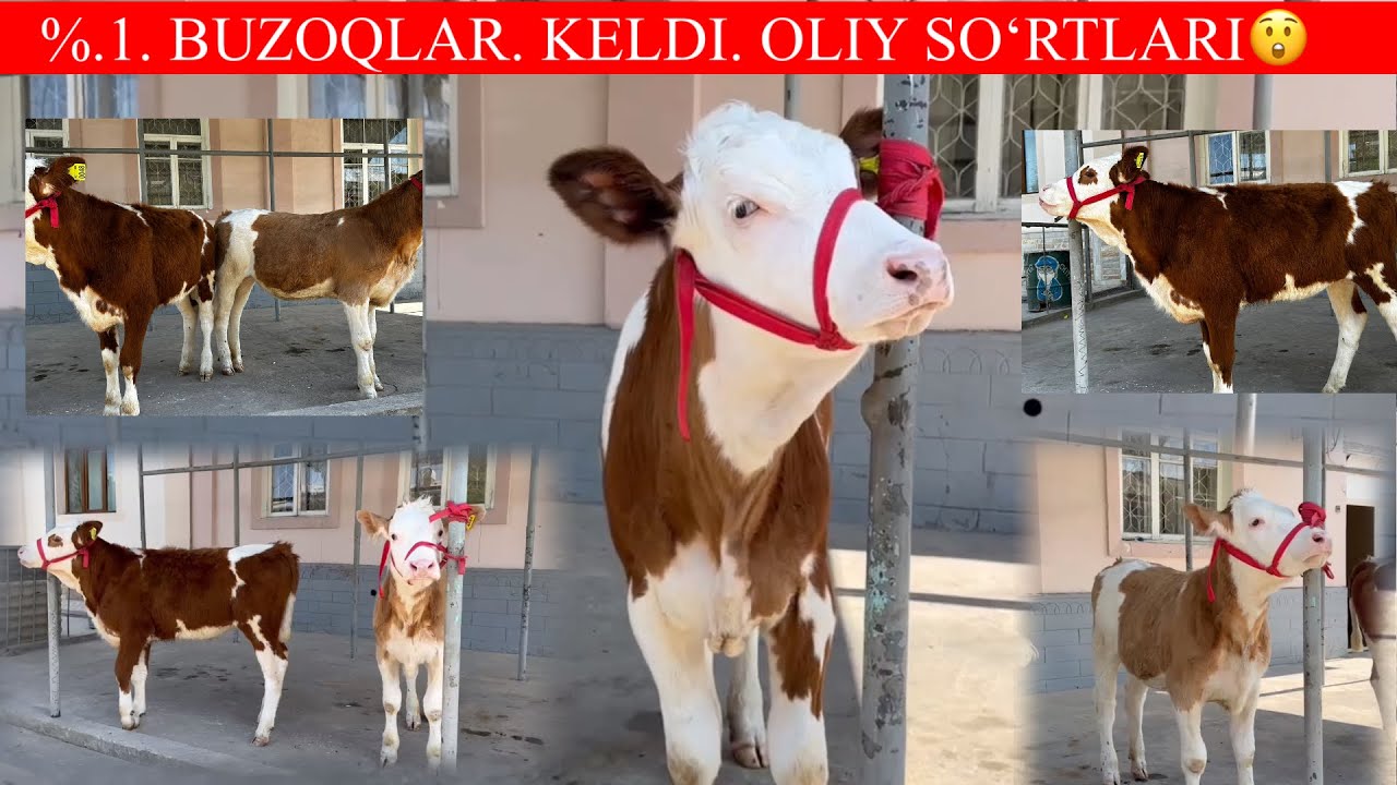 SIGIR QLIB OLING.TOZZA SIMMENTAL💥Gʻ.😲🚘B🔥🏃97-742-11-30 - YouTube