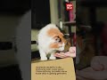 Spaß mit der Katze