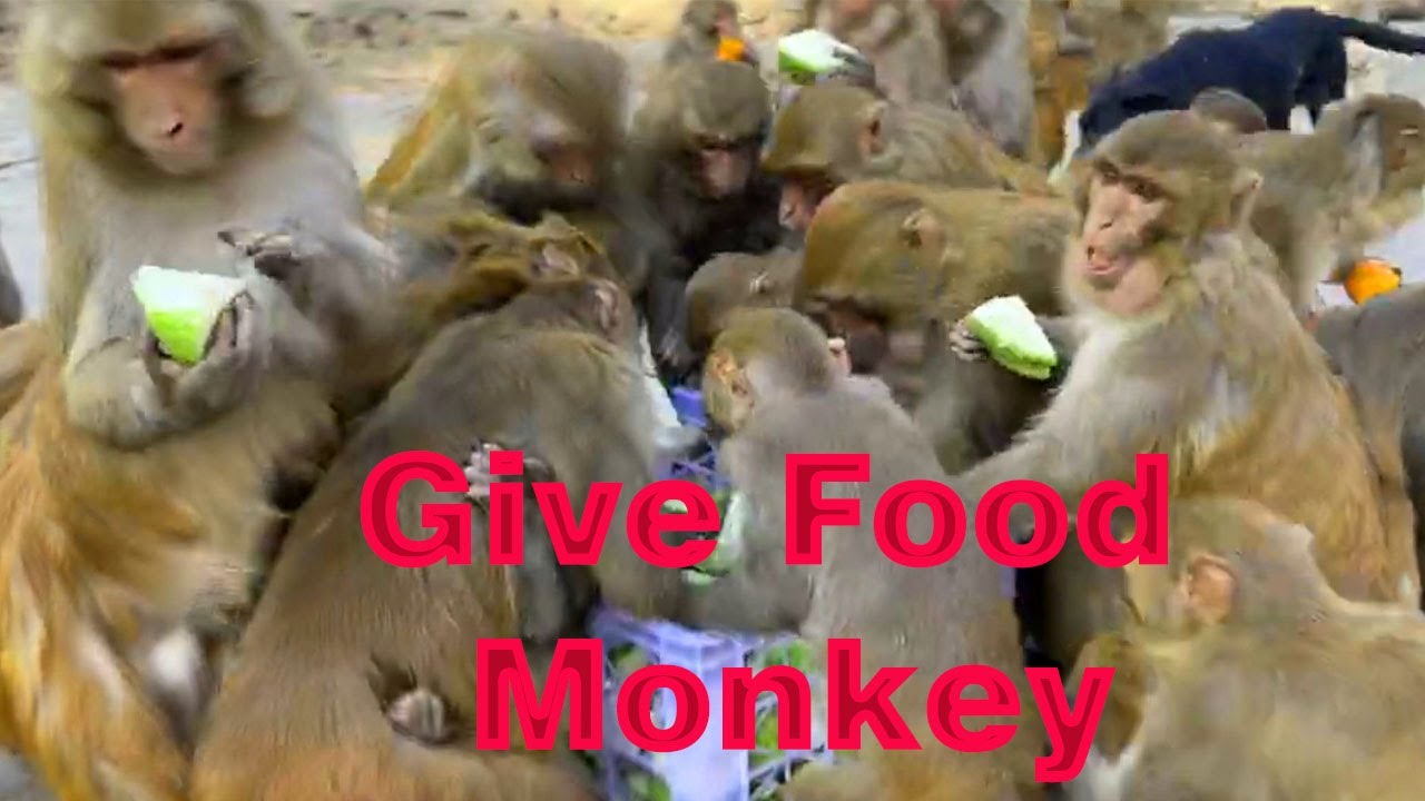Give Food Monkey 