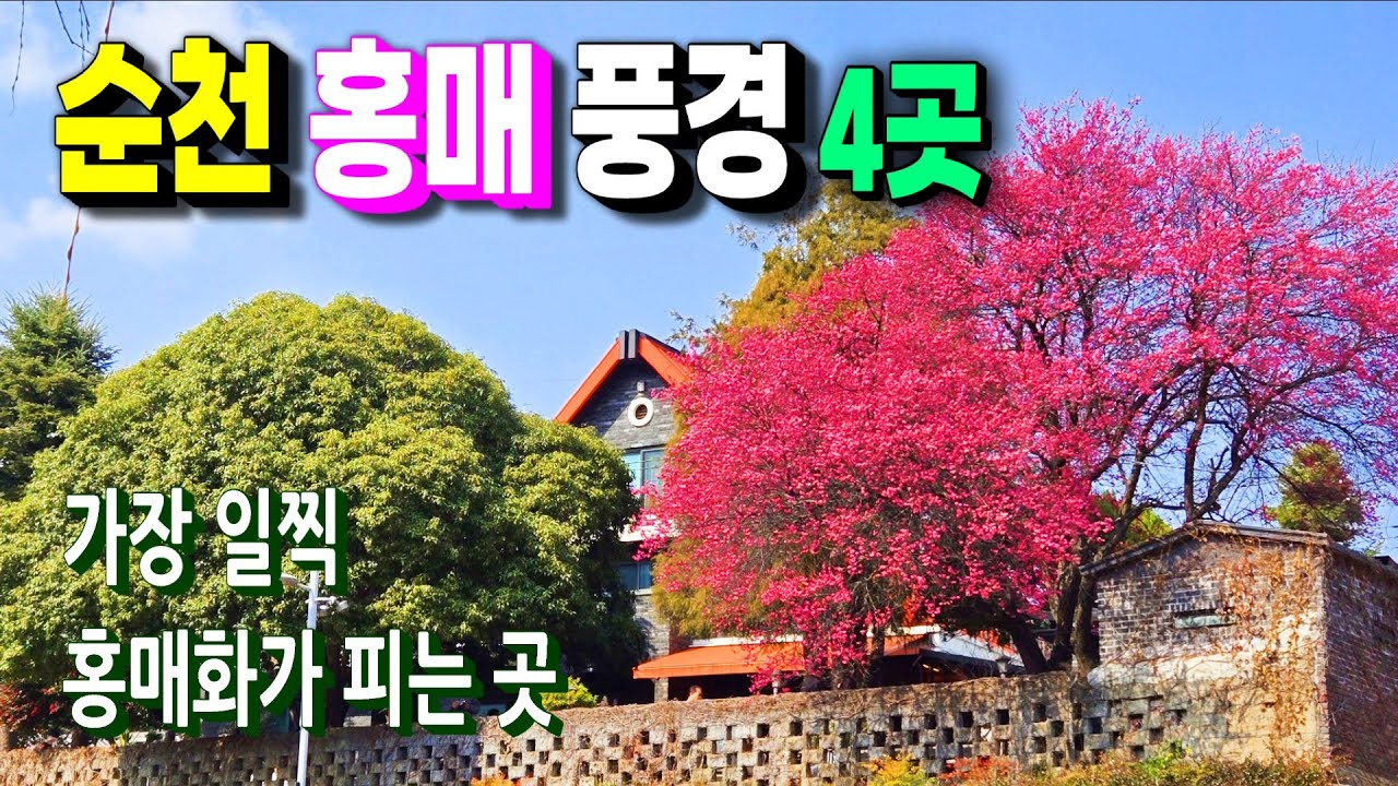 가장 먼저 봄이 시작되는 순천 홍매 명소 4곳 ㅣ순천 복음교회, 탐매마을, 사운즈옥천, 금둔사