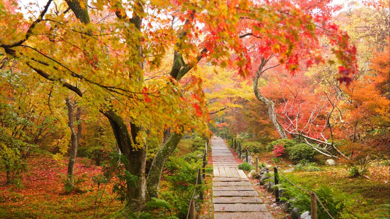 宝筐院　紅葉　2025.11.25　京都市右京区