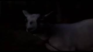 Homeward Bound The Incredible Journey Deleted Scene