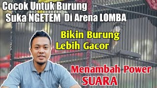 Cara Melatih Kekuatan Nafas Pada Burung Cendet Muda U0026 Dewasa  Bang Wawan Bws
