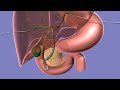 Your Biliary Drain