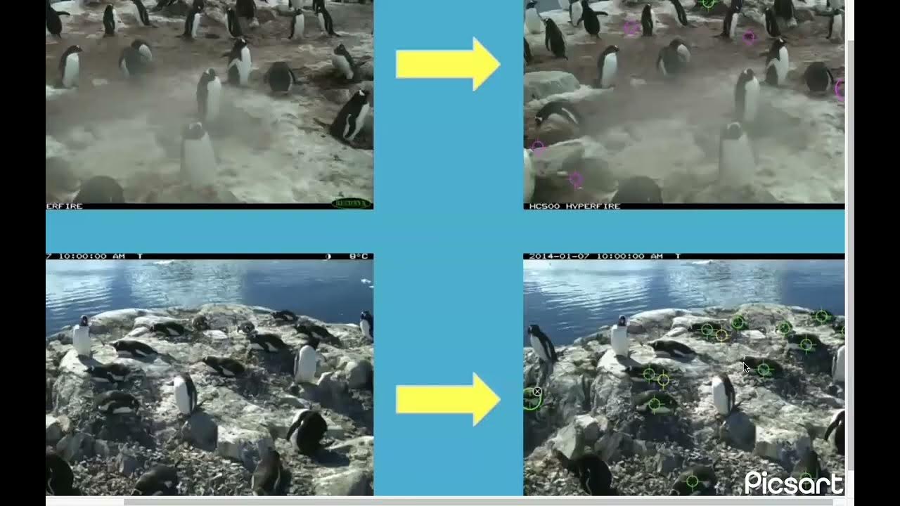 Zooniverse Penguin Watch- Haya & April - YouTube