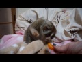 みかんを食べるりんころちゃん（スローロリス）#129