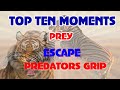 ANIMALS Escape PREDATORS Top escape Moments
