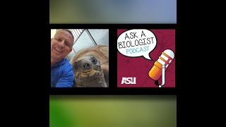 Adventures of a Zoo Veterinarian
Imagine a day at work where your clients range from tiny reptiles to massive elephants, each with their own unique health needs. Thats a regular day for our guest in todays episode, Dr. Gary West, the Senior Vice President of Animal Health and Living Collections at the Arizona Center for Nature Conservation. He talks with Dr. Biology about their team of dedicated professionals that not only ensures the well-being of over 3,000 animals at the Phoenix Zoo but also plays a key role in global conservation efforts. The tales of their daily challenges and the innovative solutions they implement provide a fascinating glimpse into the world of zoo veterinary medicine.
Visit the Phoenix Zoo (https://www.phoenixzoo.org/visit/)
Biology careers A to Z (https://askabiologist.asu.edu/careers)
The selfie image is Dr. Gary West with Ali the Aldabra tortoise.
If you have not already, please subscribe (https://askabiologistpodcast.buzzsprout.com/) to the podcast so you can be notified about new episodes. Adventures of a Zoo Veterinarian