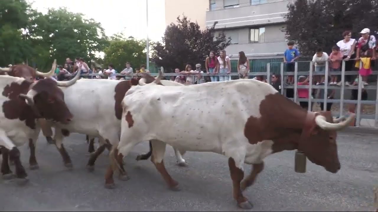 Encierro de Bueyes - San Antolín 2024 Medina del Campo